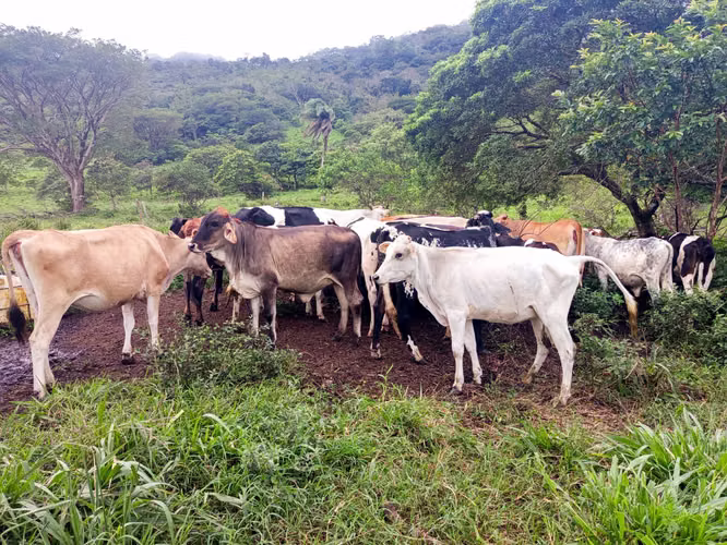 Finca Ganadera y Lechera en Venta en Bagaces | 95–100 Ha | En Producción  - Imagen 9