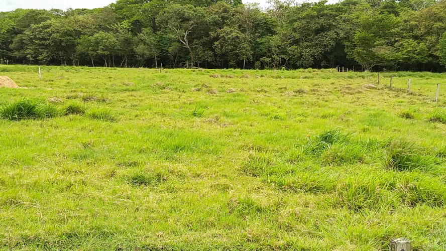 Finca Ganadera y Lechera en Venta en Bagaces | 95–100 Ha | En Producción  - Imagen 4