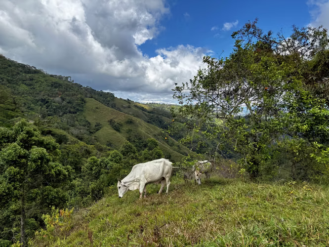 Venta de Finca de 7.1 Ha en Mercedes Sur, Puriscal – Para ganadería o turístico