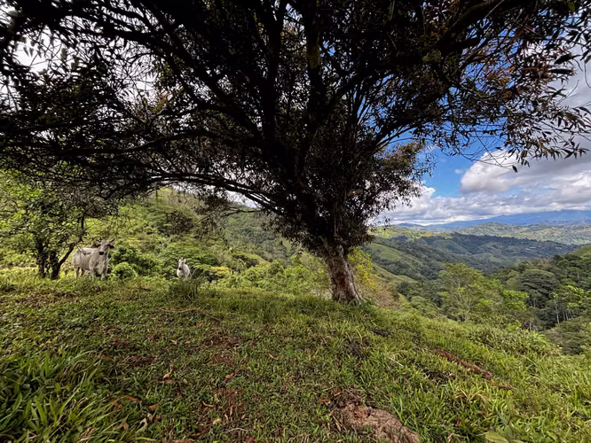 Venta de Finca de 7.1 Ha en Mercedes Sur, Puriscal – Para ganadería o turístico