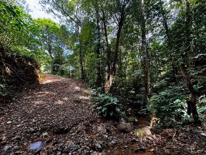 Venta de Finca de 7.1 Ha en Mercedes Sur, Puriscal – Para ganadería o turístico