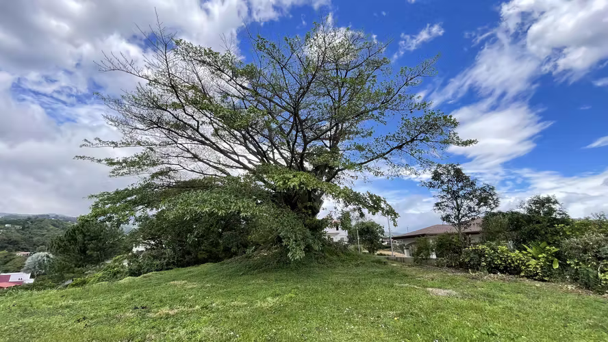 Amplio Lote con el Mejor Precio del Condominio - Vista panorámica con Hermoso Arbol - Clima Fresco