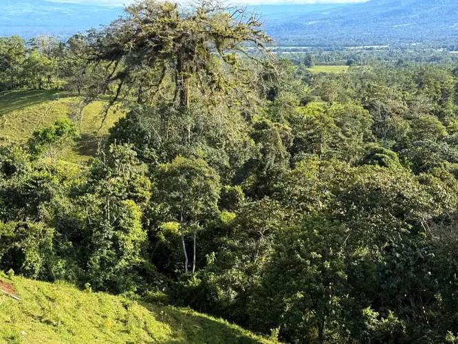 Venta de finca en San Carlos - Zona de Alto Crecimiento Turístico - Imagen 5
