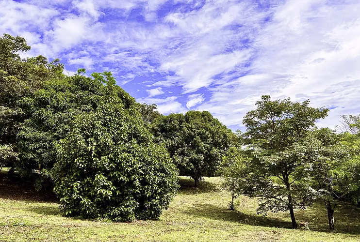 Rodeo | Ciudad Colon Dream Homesite