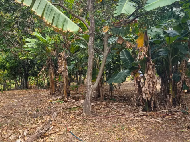 Terreno en Venta – Altos de Las Palomas, Santa Ana
