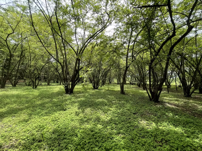 Venta de Lote en Pueblo Viejo, Mansión de Nicoya Guanacaste Uso Mixto