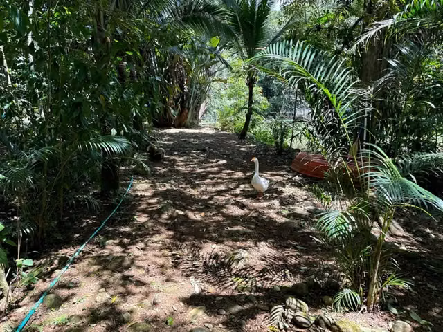 Venta de Finca Sarapiqui -Espectacular para Turismo - Imagen 10