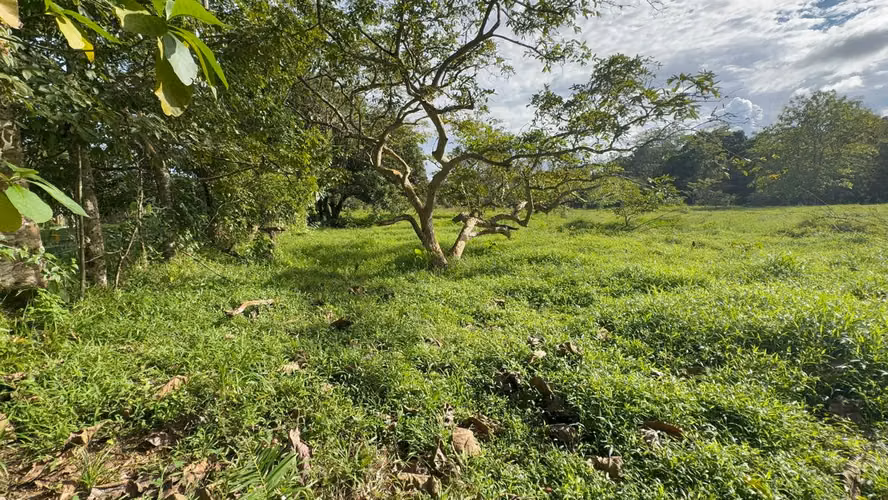 11,408 m² Flat Development Land – Prime Investment Opportunity in Upala, Costa Rica