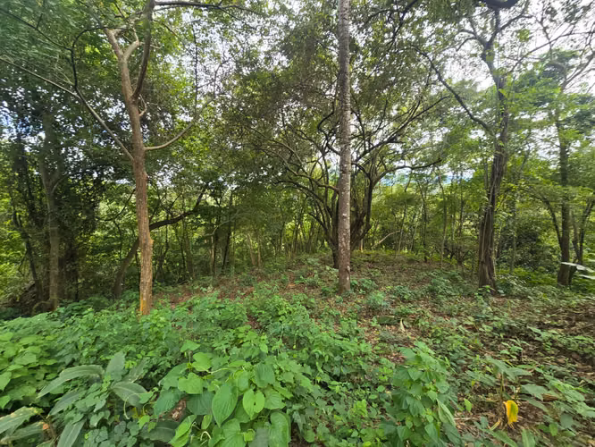 Venta de lote en Condominio Serena. Orotina - Imagen 4