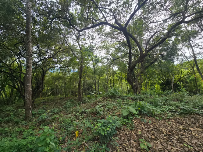 Venta de lote en Condominio Serena. Orotina - Imagen 6