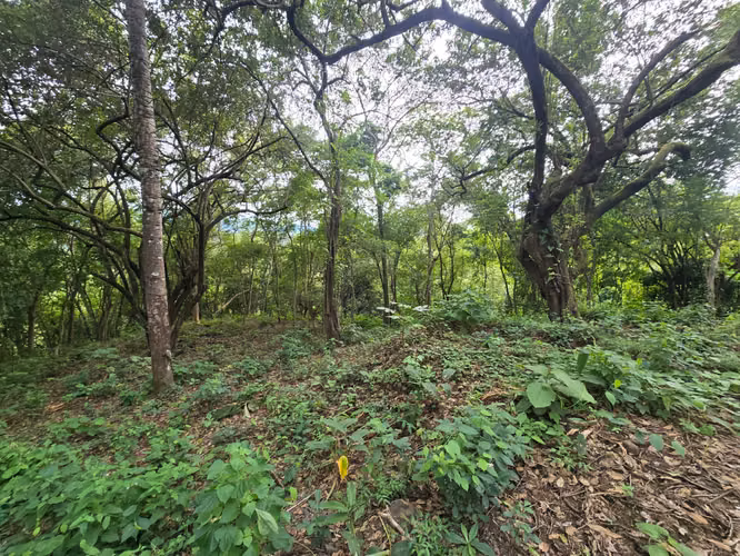 Venta de lote en Condominio Serena. Orotina - Imagen 3