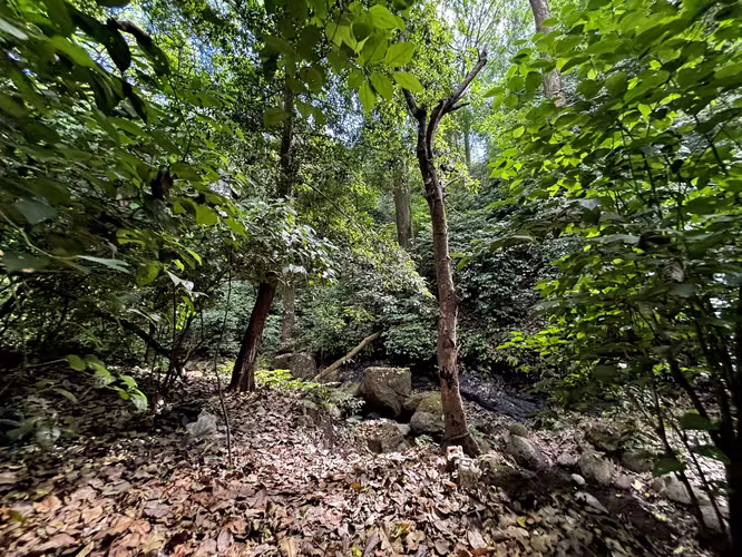 Venta de 1.3 Hectáreas con Bosque y Río en La Guácima - Imagen 10