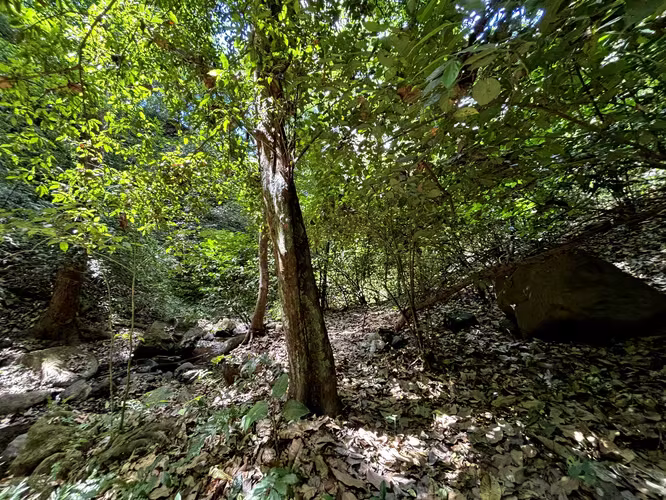 Venta de 1.3 Hectáreas con Bosque y Río en La Guácima - Imagen 12