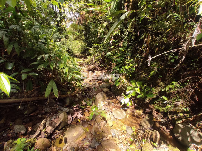Venta de Finca en San Marcos de Tarrazú. - Imagen 7