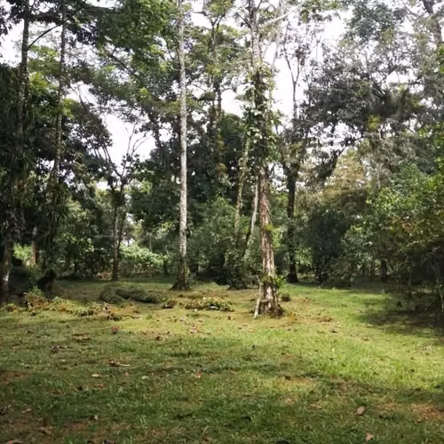 Se vende finca en Guápiles -Limón - Imagen 3