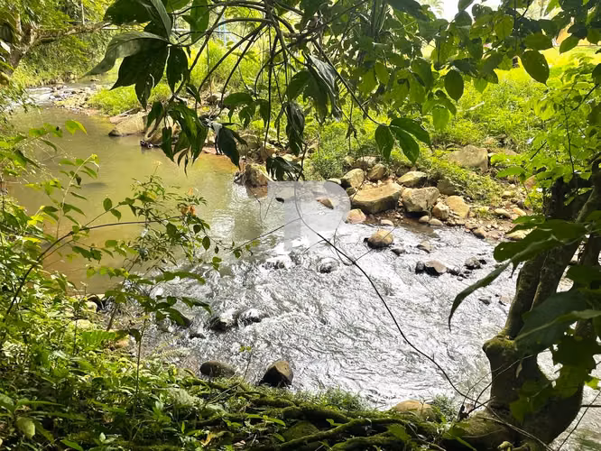 SE VENDE QUINTA 1.5 HECTÁREAS RÍO CUARTO ALAJUELA A 1 HORA LA FORTUNA SCG11
