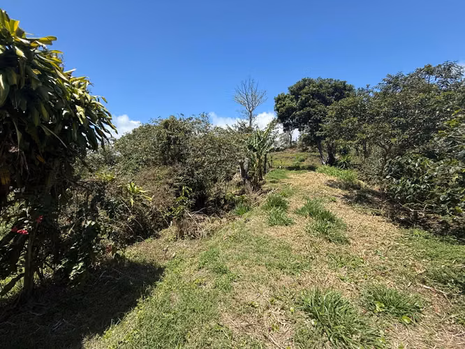 Vendo Hermoso Lote Santa Elena de Monteverde - Imagen 2