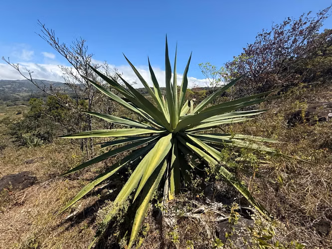 VENDO LINDA PROPIEDAD EN Santa Elena de Monteverde! - Imagen 12