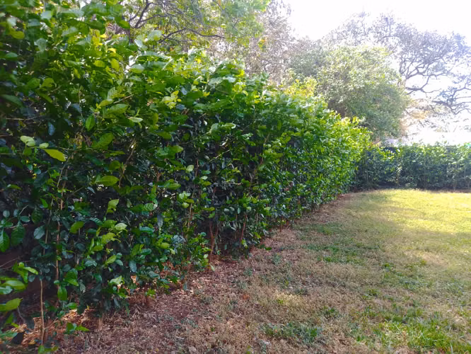 Venta de Casa con apartamento  en lote de 1406 m2 Santa Cruz Guanacaste - Imagen 14