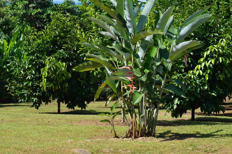 Casa rodeada de 40.000 m² de selva