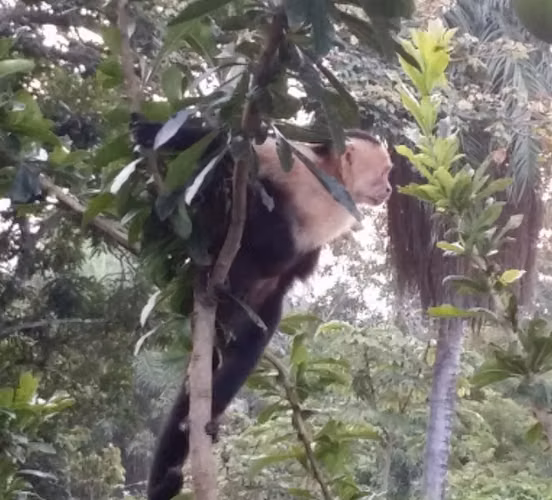 Venta de terreno en La Guaria de Barranca, Puntarenas - Imagen 4