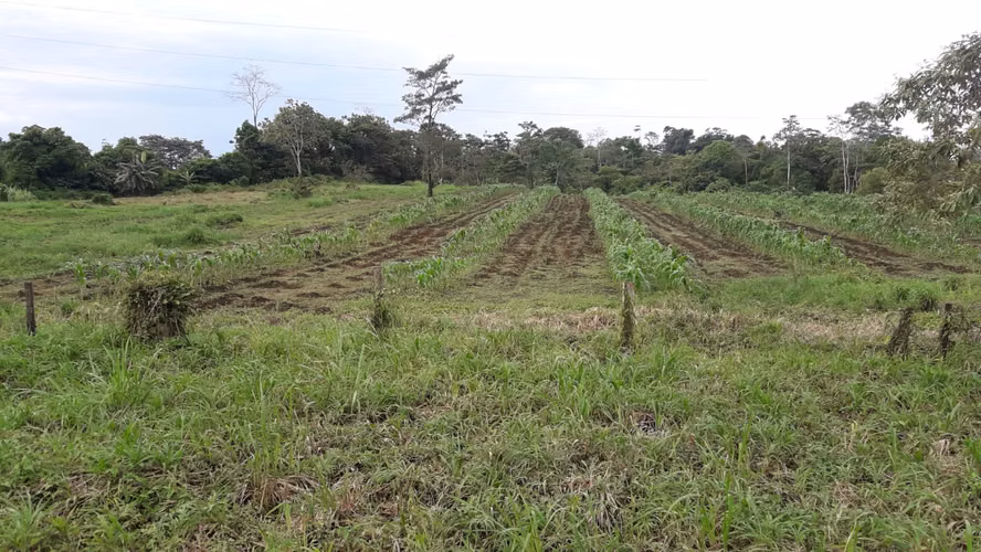Farm for Sale in Upala | 29.5 Hectares | 564 m Frontage on Public Road