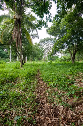Venta de terreno en San Pablo de Turrubares - Imagen 4