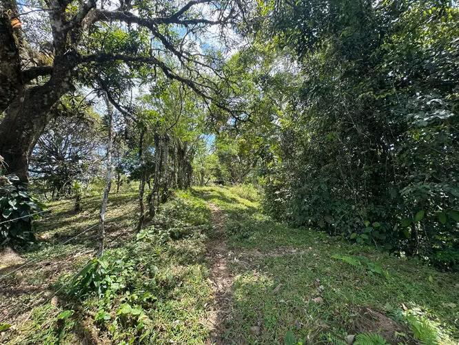 Venta finca en Linoncito de Coto Brus- Puntarenas - Imagen 10