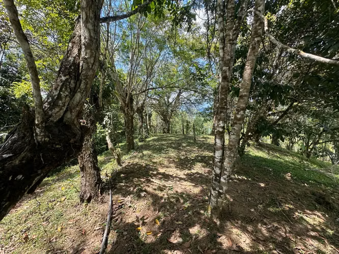 Venta finca en Linoncito de Coto Brus- Puntarenas - Imagen 6
