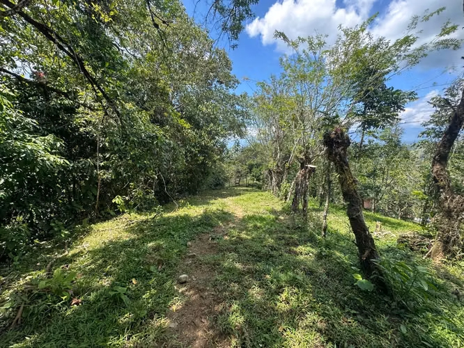 Venta finca en Linoncito de Coto Brus- Puntarenas - Imagen 7