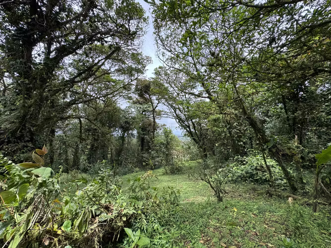 Venta Quinta San Ramón, Alajuela. VASRJ159 - Imagen 18