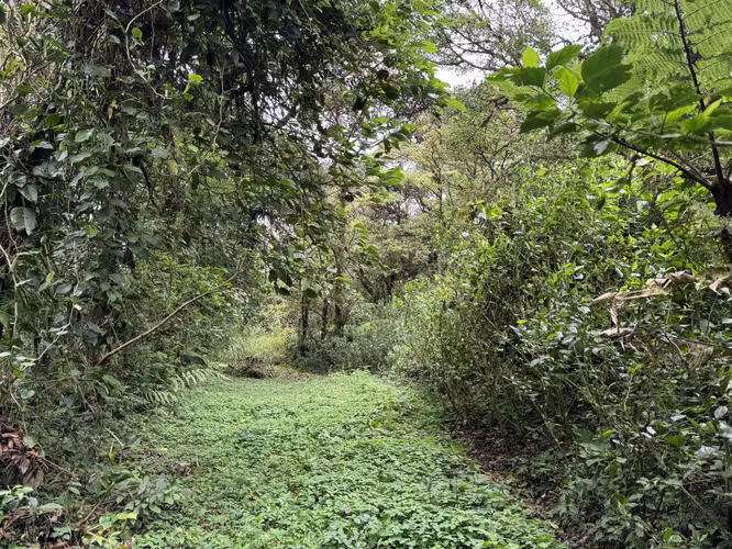 Venta Quinta San Ramón, Alajuela. VASRJ159 - Imagen 17