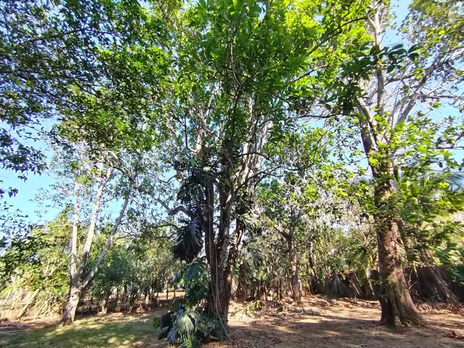 CASA CON GRAN ZONA VERDE EN VENTA, ESPARZA, PUNTARENAS - Imagen 7