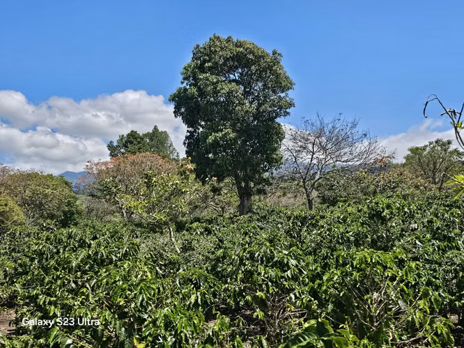 Terreno enorme para inversión a precio de ganga - Imagen 13