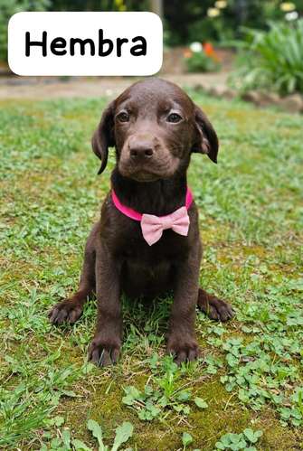 SAUSAGE 2 MONTHS FEMALE CHOCOLATE 21 SEPTEMBER 2026 PERROSALFAK9.COM