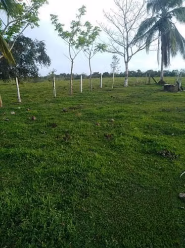 Finca Ganadera de 179 has y 7.972 m2 Pocosol San Carlos - Imagen 10