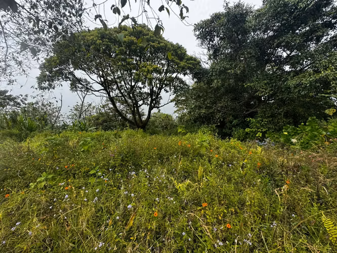 SE VENDE LOTE EN VÁZQUEZ DE CORONADO, SAN JOSÉ - Imagen 2