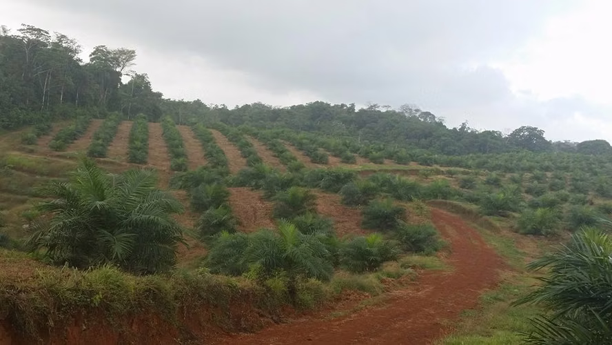 Fincas de 88 Has con Palma Aceitera en Producción, Cutris, San Carlos - Imagen 4