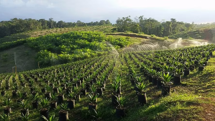 Fincas de 88 Has con Palma Aceitera en Producción, Cutris, San Carlos - Imagen 6