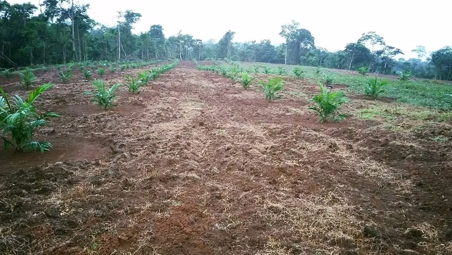 Fincas de 88 Has con Palma Aceitera en Producción, Cutris, San Carlos - Imagen 10