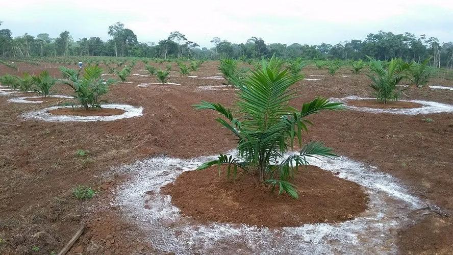 Fincas de 88 Has con Palma Aceitera en Producción, Cutris, San Carlos - Imagen 17