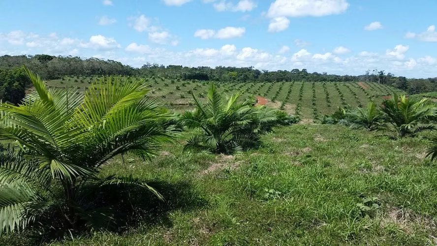 Fincas 40 has con Palma Aceitera en Producción, San Carlos - Imagen 6