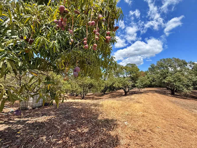 Venta finca con vista al mar y árboles frutales, Garabito. (MV)
