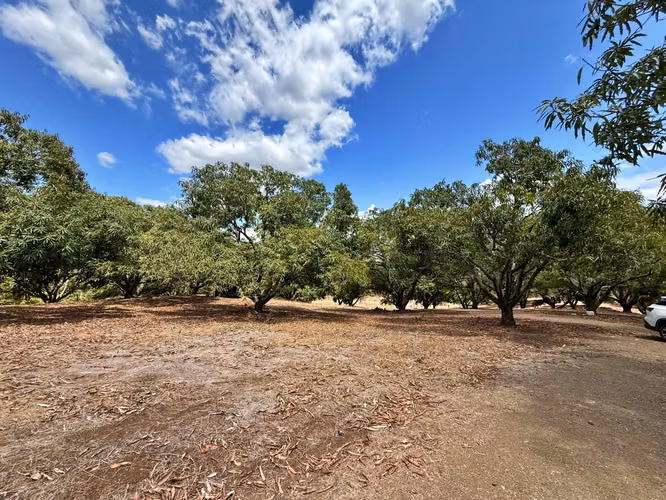 Venta finca con vista al mar y árboles frutales, Garabito. (MV)