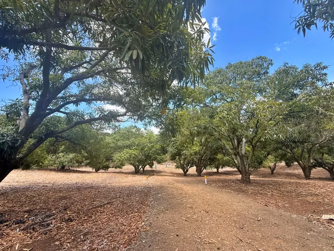 Venta finca con vista al mar y árboles frutales, Garabito. (MV)
