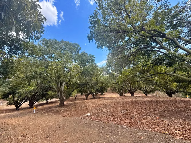 Venta finca con vista al mar y árboles frutales, Garabito. (MV)