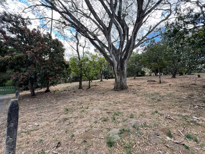 Lote en Piedades de Santa Ana mediana dencidad 75% de covertura $200 x m2