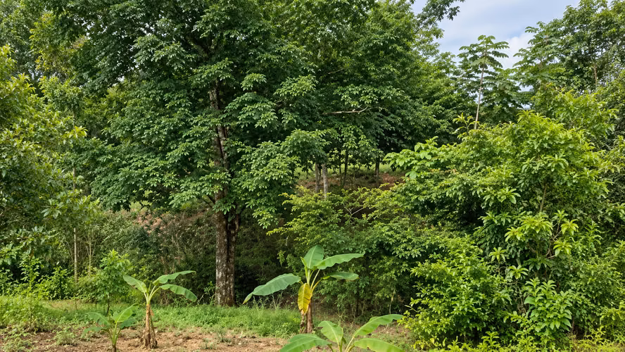 Lote de 2,030 m² Hojancha Guanacaste