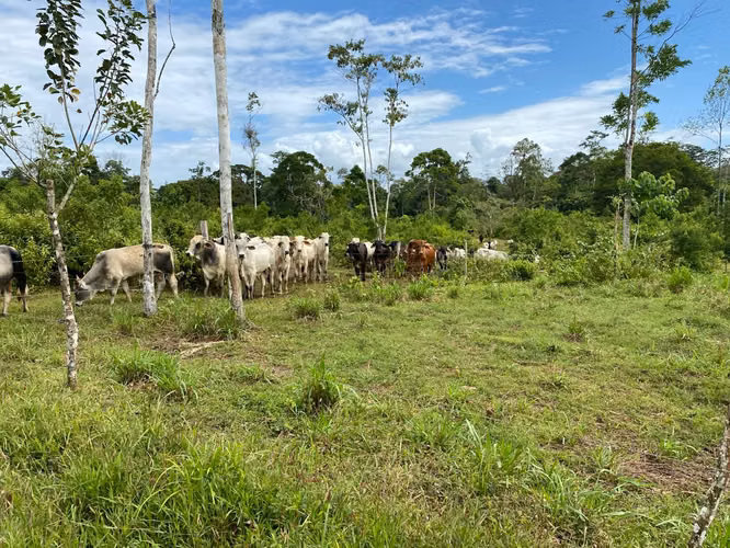 Venta Finca Productiva 96 Ha con Río y Nacientes Cutris San Carlos