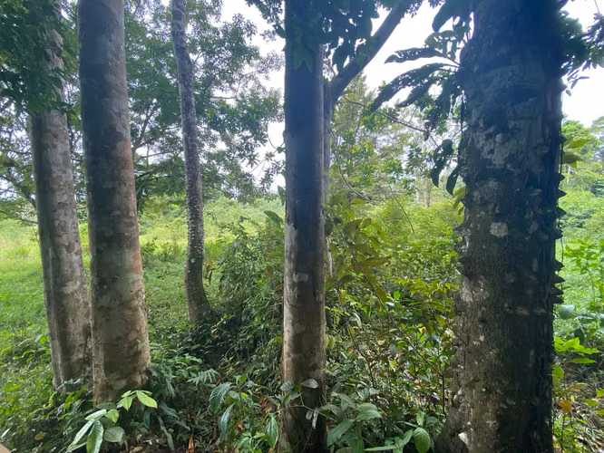 Venta Finca Productiva 96 Ha con Río y Nacientes Cutris San Carlos